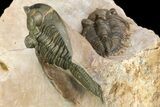Zlichovaspis & Metacanthina Trilobites - Lghaft, Morocco #153903-12